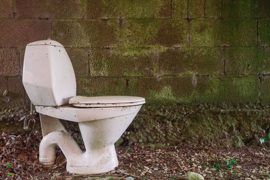 discarded toilet in a mossy in alley overgrown with moss.