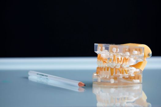 Dental teeth 3d transparent model of a real jaw