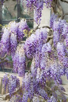 flowers lilac blooming wisteria wrap around building facade floral natural background. High quality photo