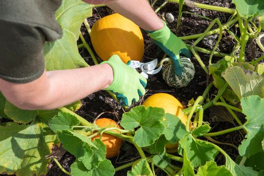 a woman gardener in gloves cuts ripe pumpkins from the leaves with scissors in her garden. High quality photo