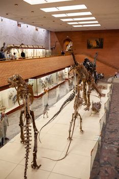 20.11. 2022, Moscow, Russia, Yu.A. Orlov Paleontological Museum, Tricerapers Dinosaur Skeleton. Tyrannosaurus rex skull, Giant Dinosaur. T-rex skeleton