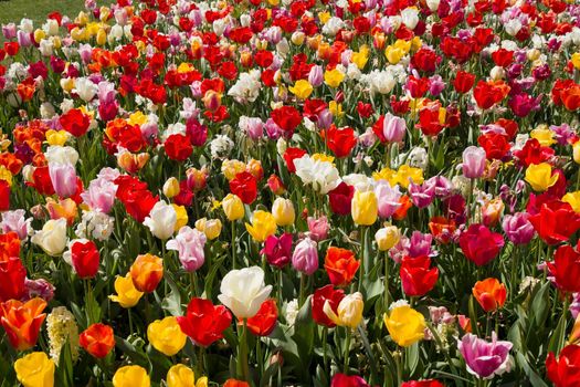 spring flower beds of blooming colorful pink purple tulips in a large park, High quality photo