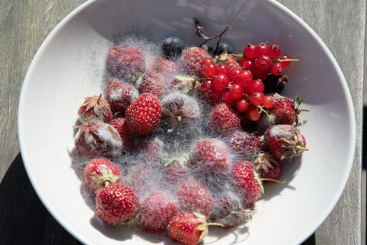 various threads of mold in a plate with berries, strawberries, currants and raspberries, violation of food storage. High quality photo