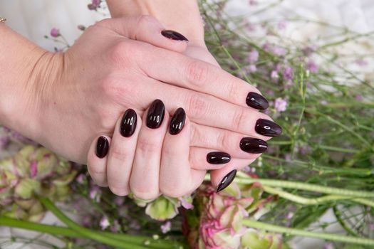 female hands with a beautiful dark burgundy manicure hold a bouquet of gypsophila. High quality photo