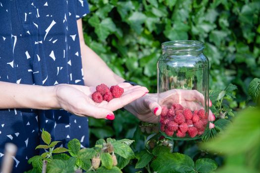 yung woman picks ripe raspberries in a basket, summer harvest of berries and fruits, sweet vitamins all year round. High quality photo