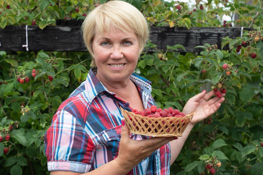 middle-aged blonde woman picks ripe raspberries in a basket, summer harvest of berries and fruits, sweet vitamins all year round. High quality photo