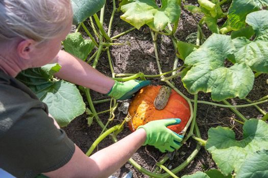 a woman gardener in gloves cuts ripe pumpkins from the leaves with scissors in her garden. High quality photo