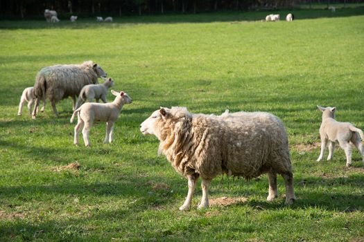 white sheep with lambs graze on a green lawn on a natural forage for shearing wool. High quality photo