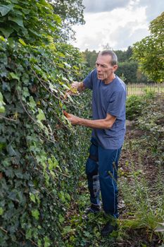 aged gardener with broken leg cuts ivy's fence with a large secateurs, seasonal gardening care, High quality photo