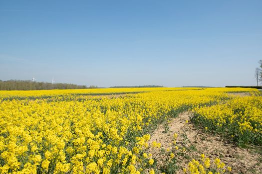 bright yellow field of blooming rapeseed in belgium, sunny spring day, natural flower background. High quality photo