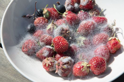 various threads of mold in a plate with berries, strawberries, currants and raspberries, violation of food storage. High quality photo