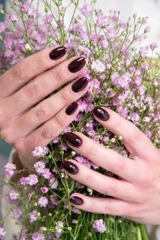female hands with a beautiful dark burgundy manicure hold a bouquet of gypsophila. High quality photo