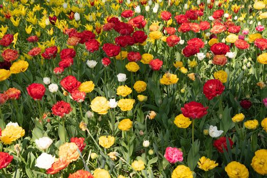 spring flower beds of blooming colorful pink purple tulips in a large park, High quality photo