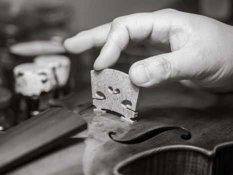 artisan placing the violin, viola, or cello bridge for playability, tone, and structural integrity