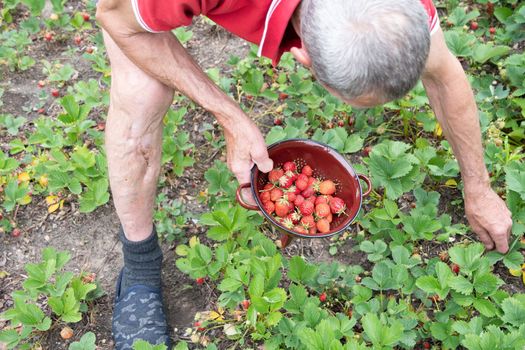 a man picks strawberries in his palm, a large harvest of berries, summer fruit picking, male hands hold a handful of ripe strawberries. High quality photo