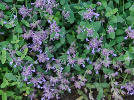 Purple flowers of wild mint plant with green leaves in the garden. Flowers close up, growing, top view. Flowers in the backyard. Landscape design.