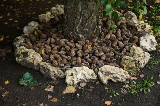 The decor is made of pine cones and stones at the base of the tree Landscaping