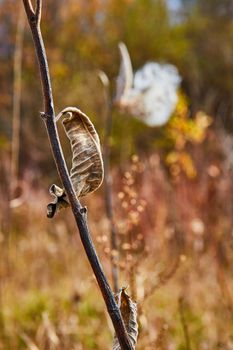 Image of Fall fields with focus on wrinkly and fuzzy leaf on stick and milkweed in background