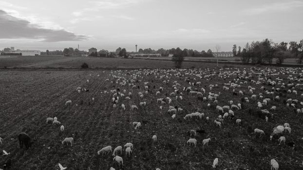 view from above of a group of ships eating grass in farmland