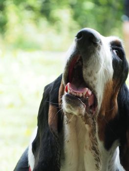 portrait of a senior female basset hound