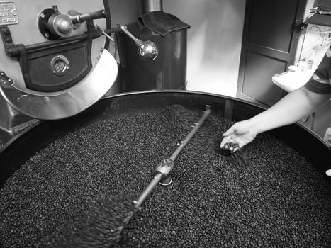 raw green coffee beans from bio ethical agriculture in costa rica roasted in Cremona Italy at Denti Torrefazione