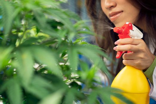 Closeup female scientist farmer using spray bottle on gratifying cannabis plants in the curative indoor cannabis farm, greenhouse, grow facility. Concept of growing cannabis plant for medical purpose.