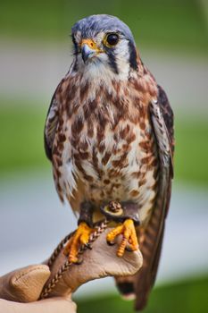 Image of Trainer holds American Kestrel raptor on glove with soft background