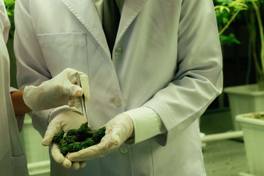 Closeup scientists grasping gratifying heap of cannabis weed buds with tweezers harvested from a curative indoor cannabis plant hydroponic farm. Cannabis farm in grow facility for high quality concept