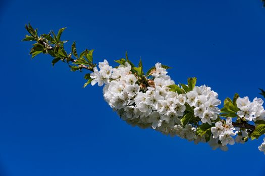 In spring, nature blooms all over mainland Europe