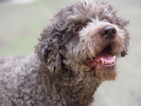 funny hairy terrier dog in the mood