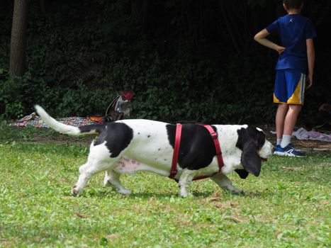 Relaxing black white brown funny basset hound in the garden in summer