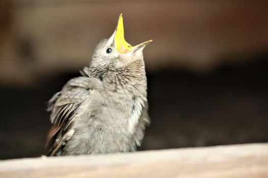 Hungry little star chick waiting to be feeded as a close up