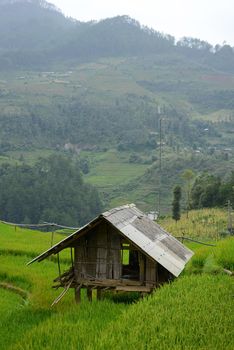 rice terrace from mu cang chai, vietnam