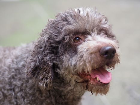 funny hairy terrier dog in the mood