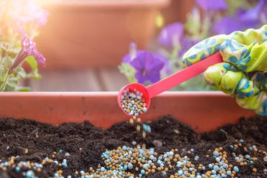 Fertilizers for flowers. The process of feeding flowers before planting in flower pots. Close-up woman's hand sprinkles the ground with fertilizer granules, the concept of gardening and floriculture