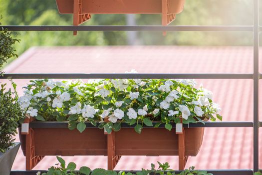 Flowers on the balcony. Flowers are hanging in pots. The concept of gardening and floriculture. On the railing of the balcony hang beautiful bright flowers, white and yellow in a long flower pot