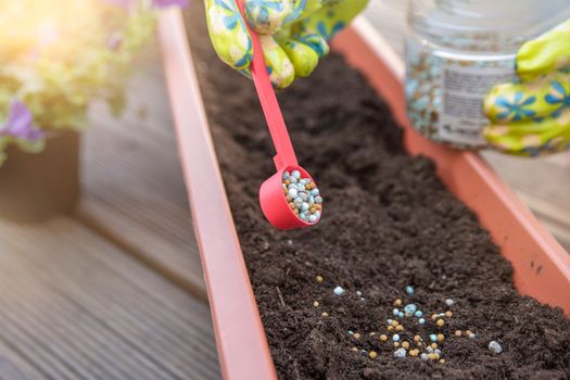 Fertilizers for flowers. The process of feeding flowers before planting in flower pots. Close-up woman's hand sprinkles the ground with fertilizer granules, the concept of gardening and floriculture