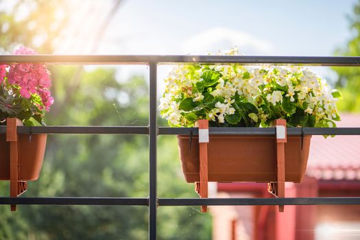 Flowers on the balcony. Flowers are hanging in pots. The concept of gardening and floriculture. On the railing of the balcony hang beautiful bright flowers, white and yellow in a long flower pot