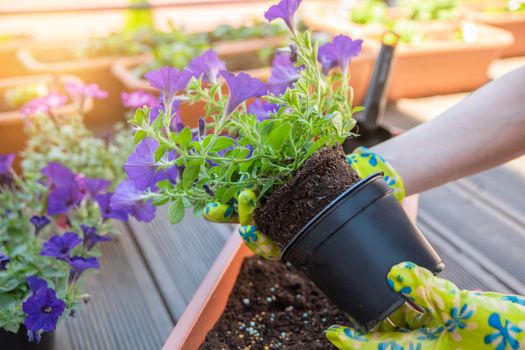 Planting flowers in spring. Planting spring flowers in pots. The hands of a woman with a garden shovel are digging the ground for planting flower seedlings