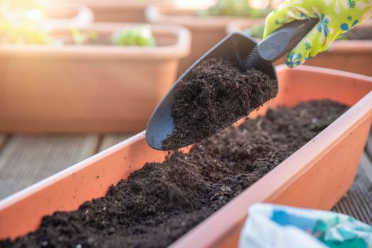 Planting flowers in spring. Planting spring flowers in pots. The hands of a woman with a garden shovel are digging the ground for planting flower seedlings