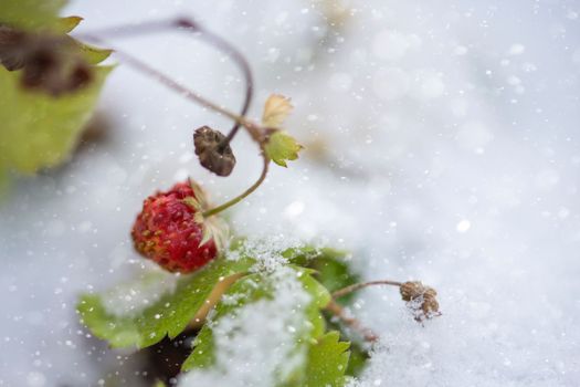 Wild strawberries, snow in summer. Ripe wild strawberries in the garden covered with snow. Sudden snowfall