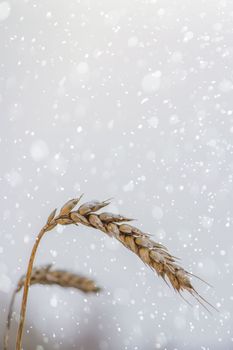 A spikelet of wheat is covered with snow and ice. Unharvested wheat and grain.Cereals of wheat covers with snow in the field. First snow