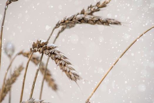 A spikelet of wheat is covered with snow and ice. Unharvested wheat and grain.Cereals of wheat covers with snow in the field. First snow