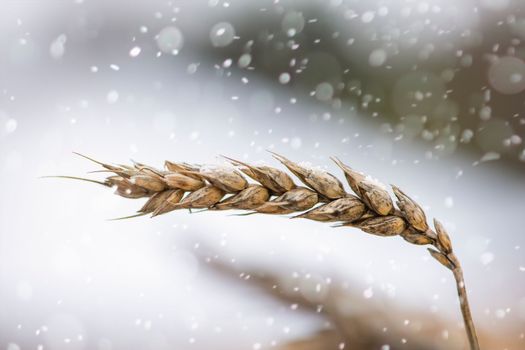 A spikelet of wheat is covered with snow and ice. Unharvested wheat and grain.Cereals of wheat covers with snow in the field. First snow