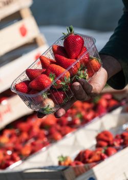 France, Gironde, May 2022: Box with ripe red strawberry while working on strawberry greenhouse field. High quality 4k footage