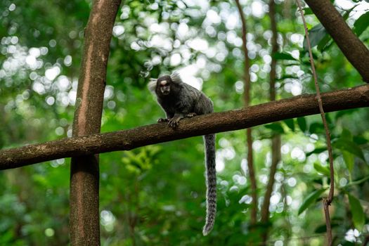 Marmoset monkey on a tree in the wild. High quality photo