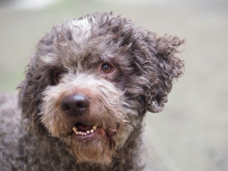 funny hairy terrier dog in the mood