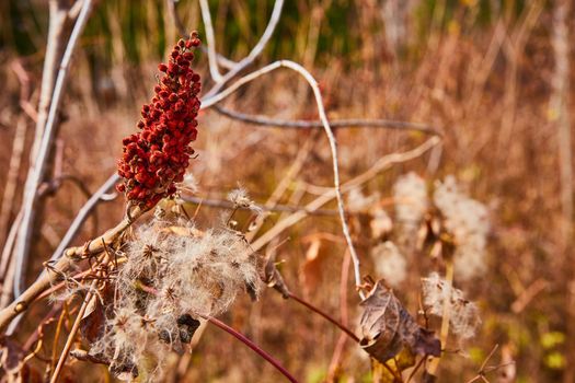 Image of Fields of Staghorn sumac and milkweed pods in fields of light brown