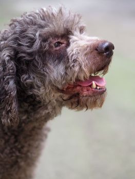 funny hairy terrier dog in the mood