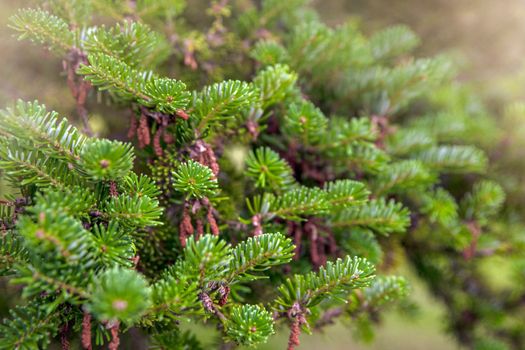 Christmas tree growing in the forest. Abies nordmanniana. Nordmann fir is one of the most important species grown for the Christmas tree